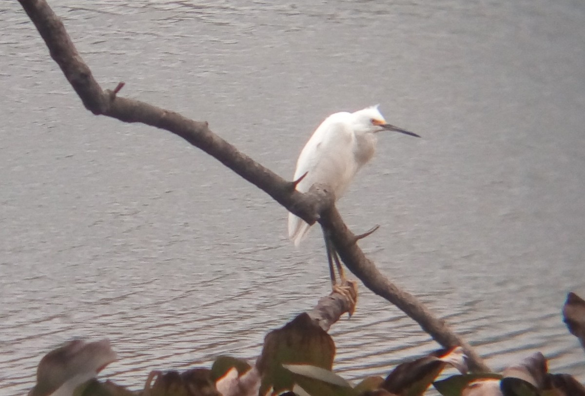 Snowy Egret - ML137237021