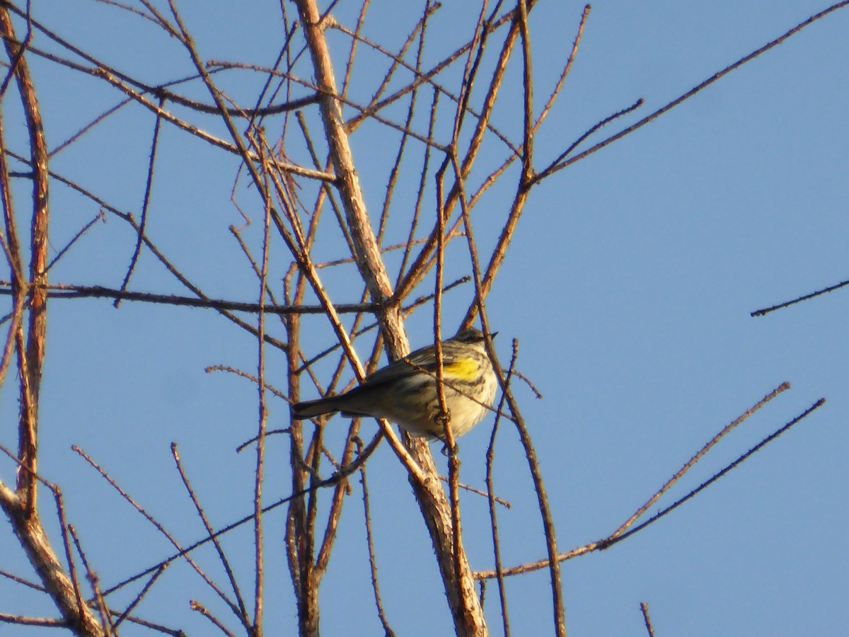 Yellow-rumped Warbler - ML137238781