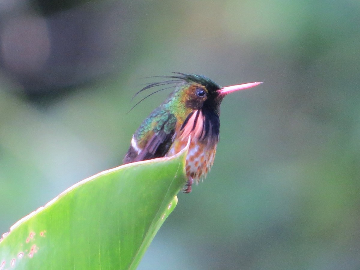 Black-crested Coquette - ML137239441