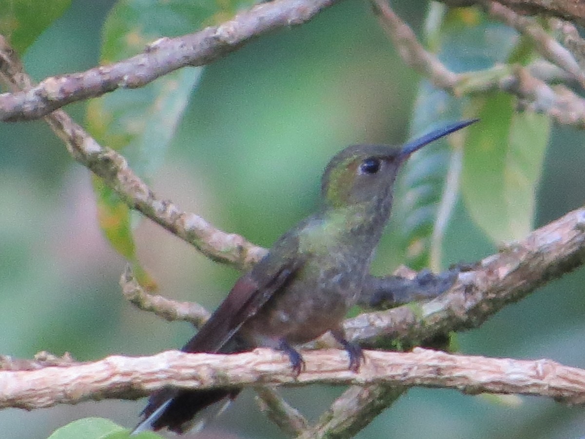 Scaly-breasted Hummingbird - A. Laquidara
