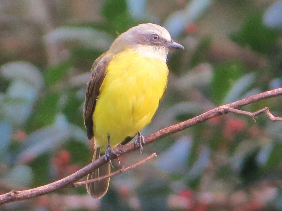 Gray-capped Flycatcher - ML137239551