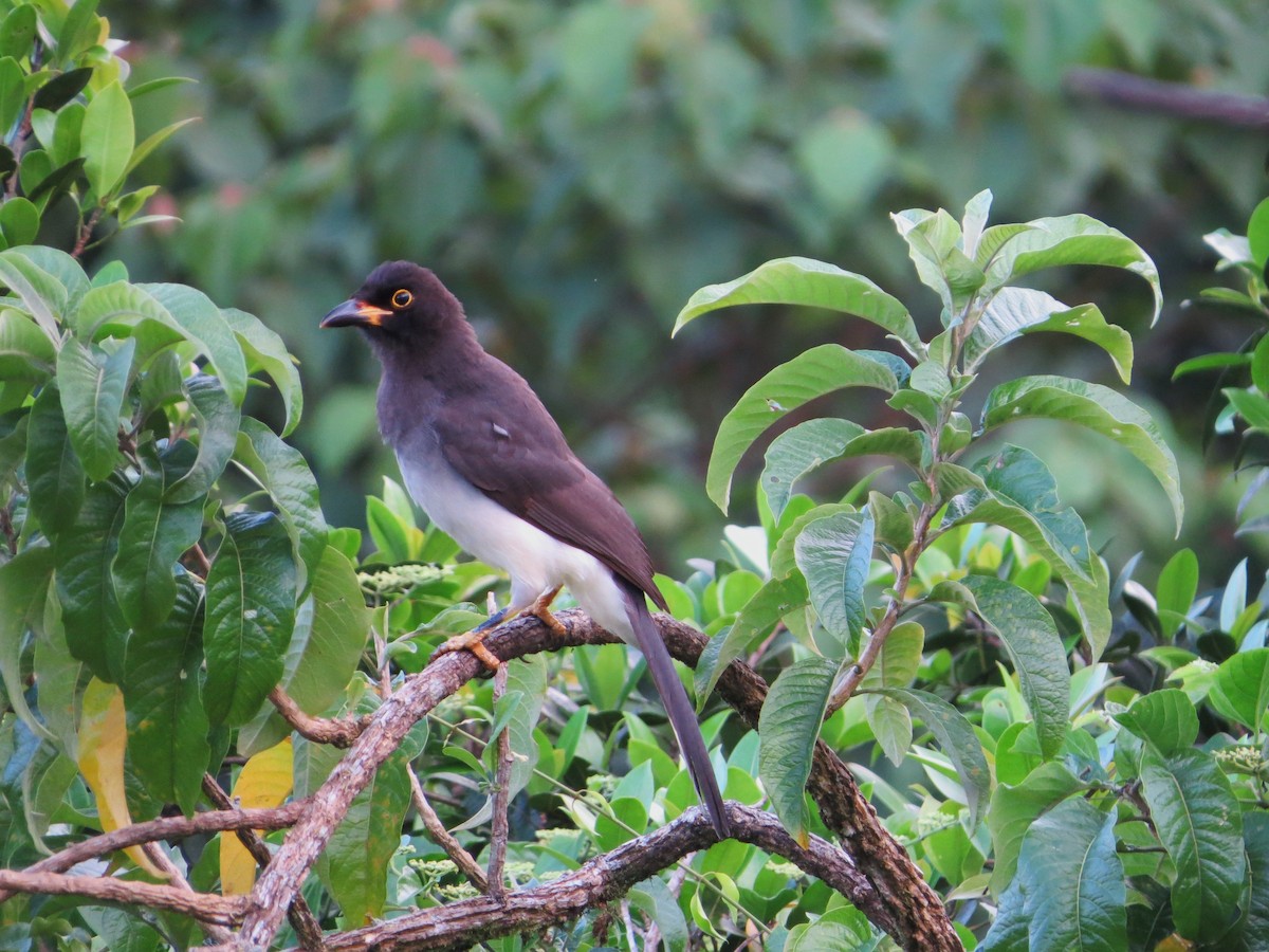 Brown Jay - ML137239601