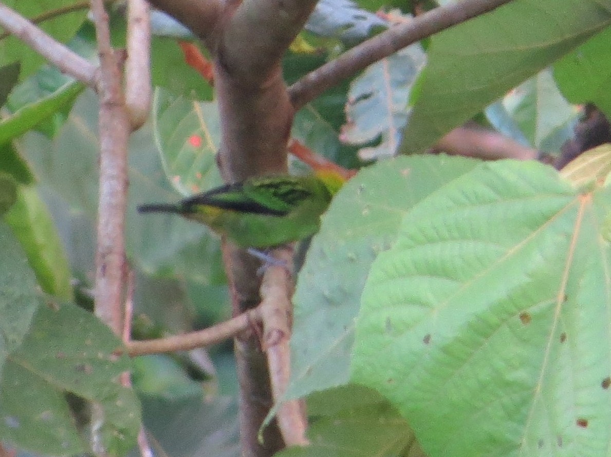 Emerald Tanager - ML137239611