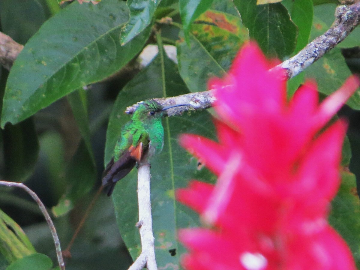 Stripe-tailed Hummingbird - ML137239711