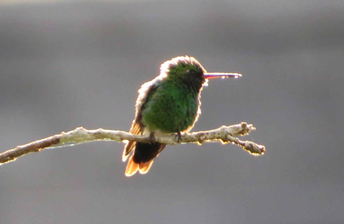 Rufous-tailed Hummingbird - ML137240281