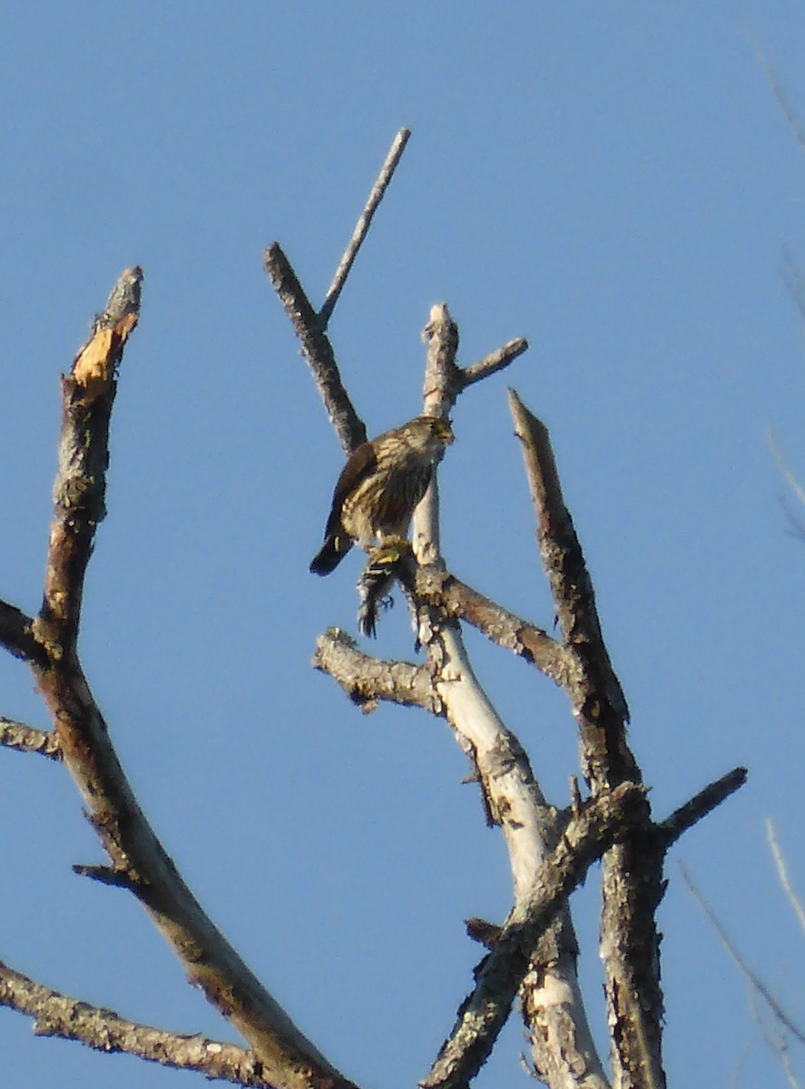 American Goldfinch - ML137240831