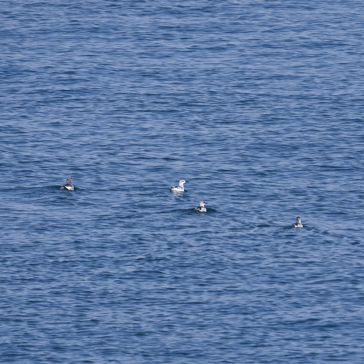 Black Guillemot - ML137240931