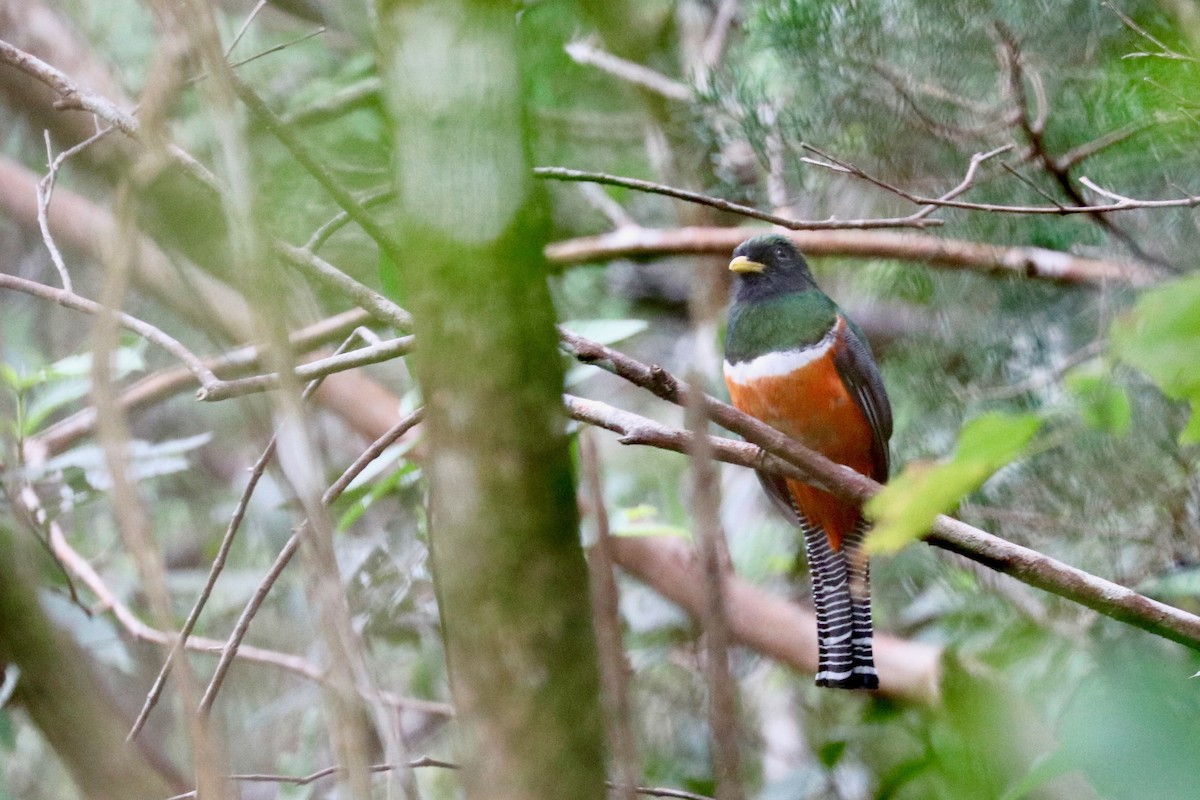 Halkalı Trogon (aurantiiventris/underwoodi) - ML137241121