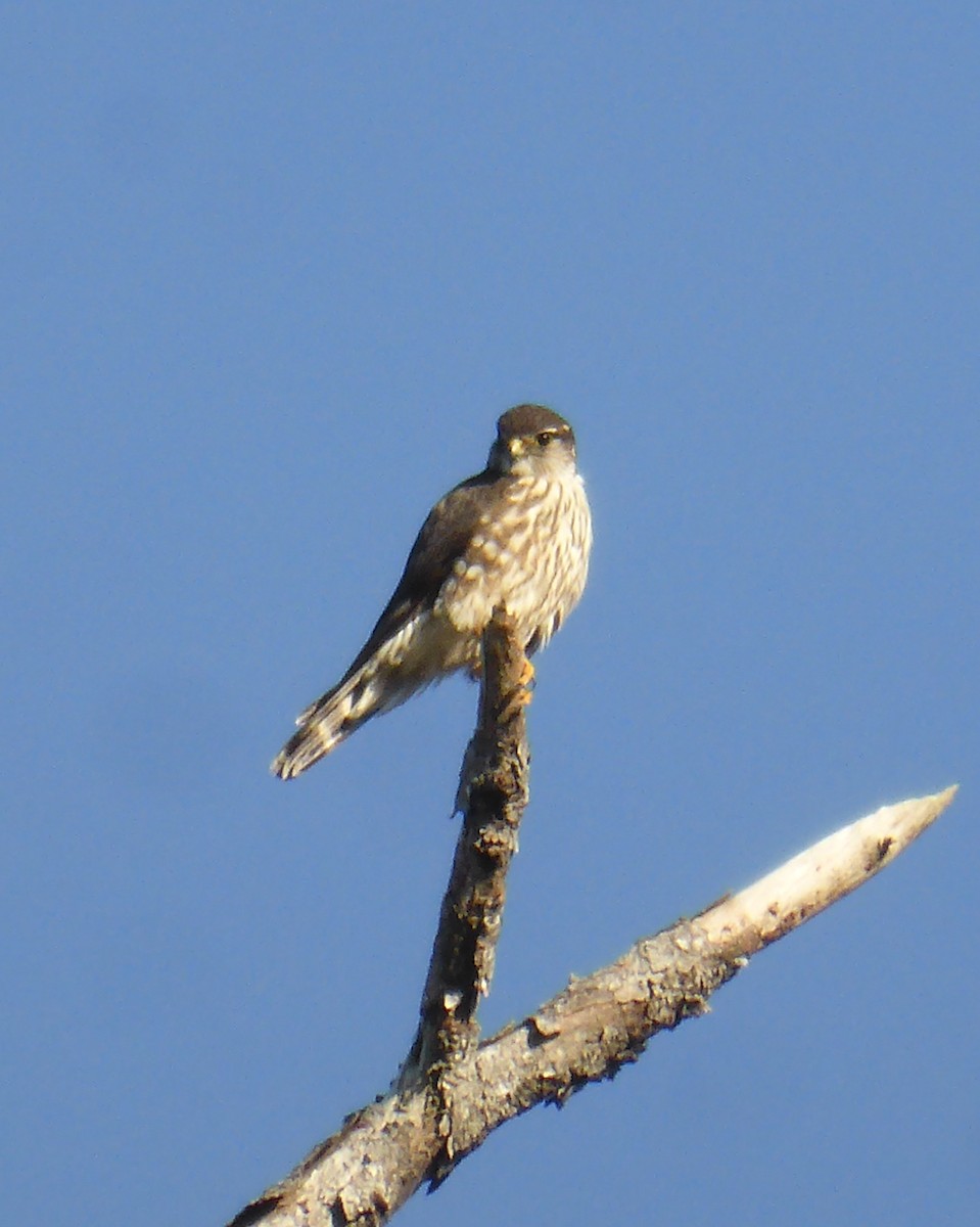 Хайргууна шонхор - ML137241141