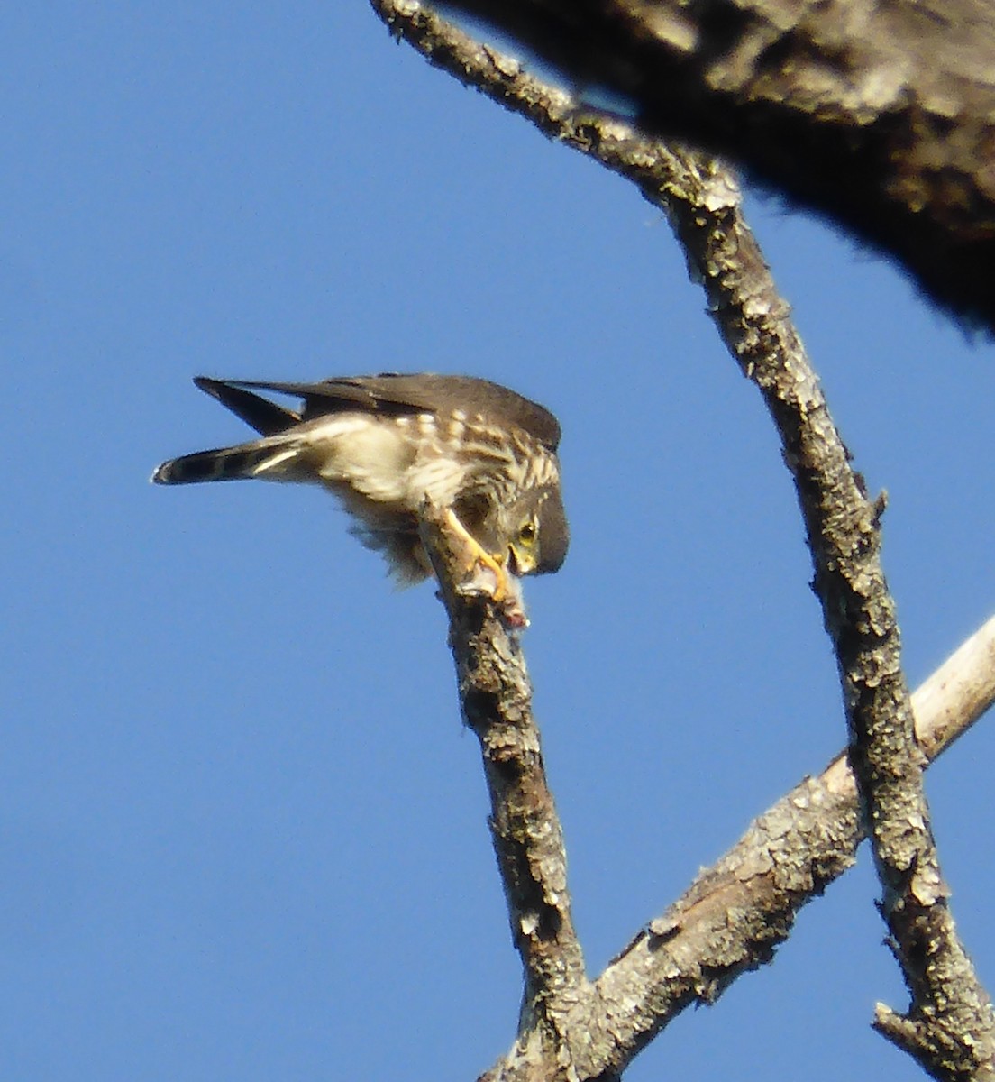 Хайргууна шонхор - ML137241161