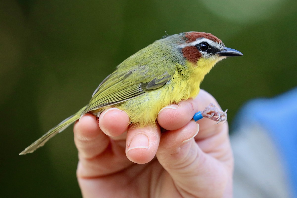 Chestnut-capped Warbler - ML137241301