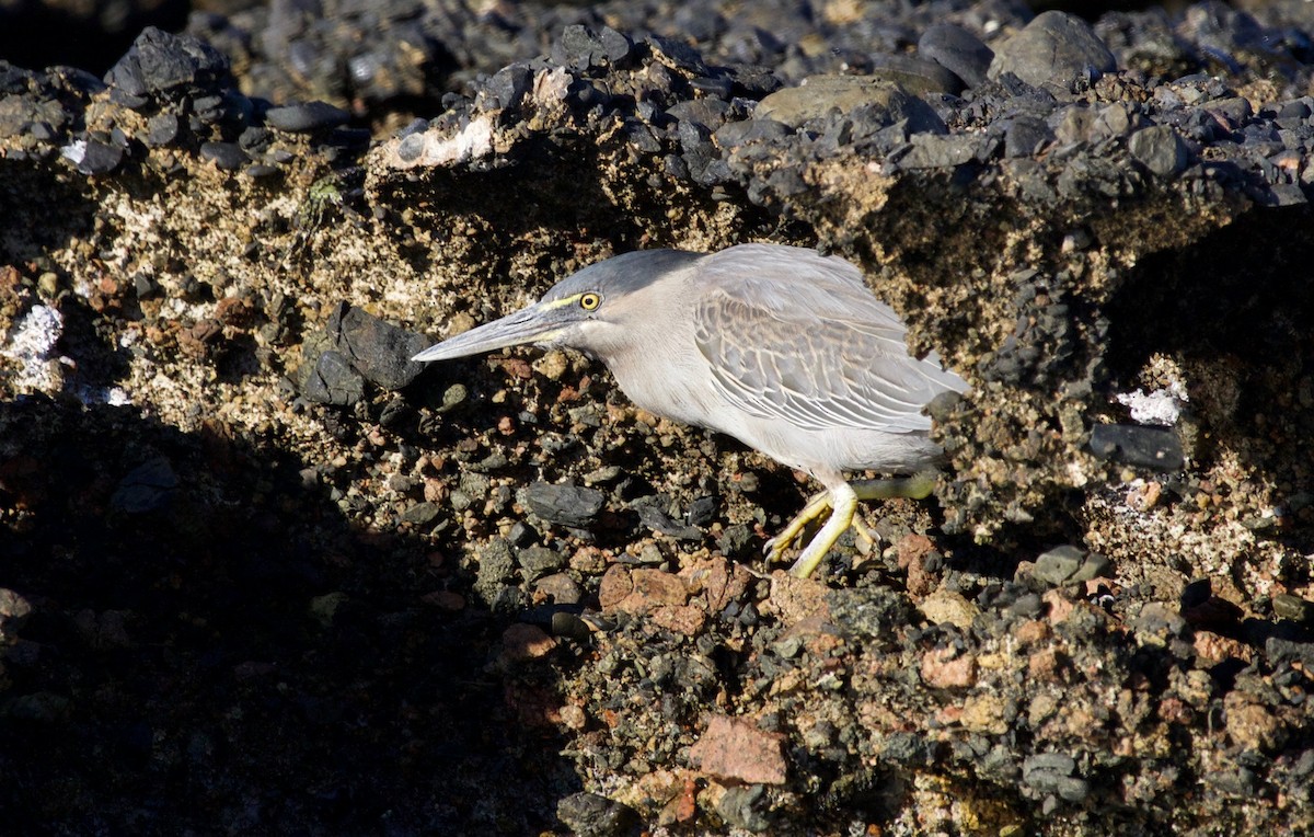 Striated Heron (Old World) - Liam Ragan