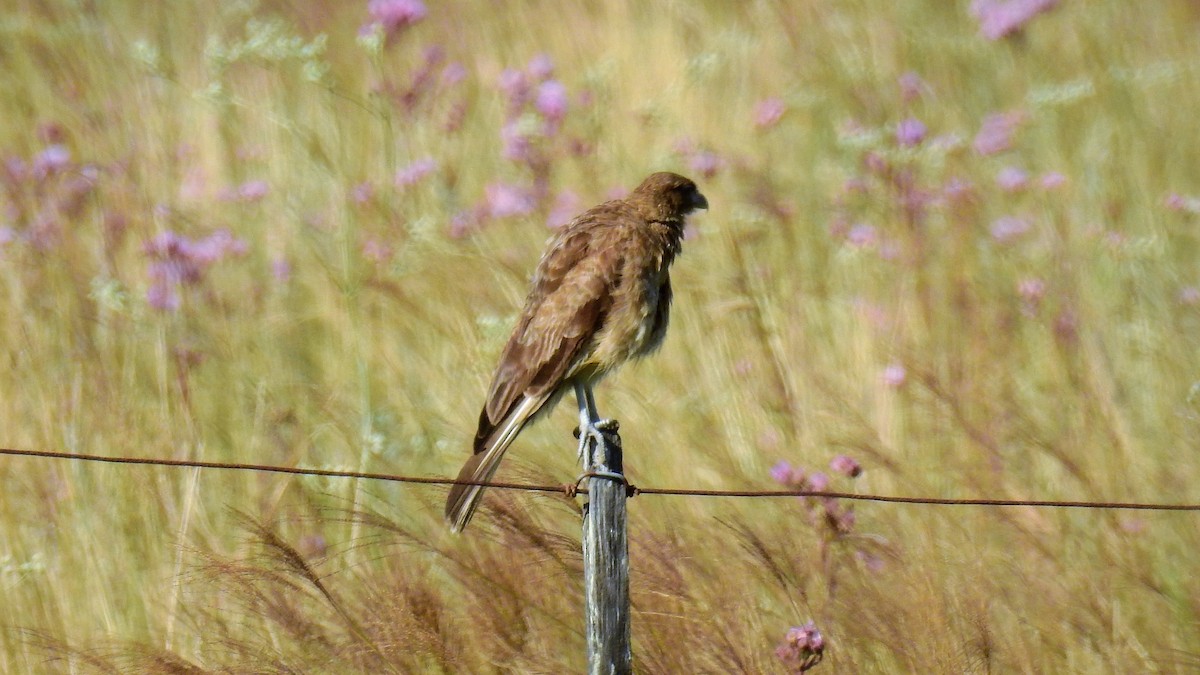 Caracara chimango - ML137247211