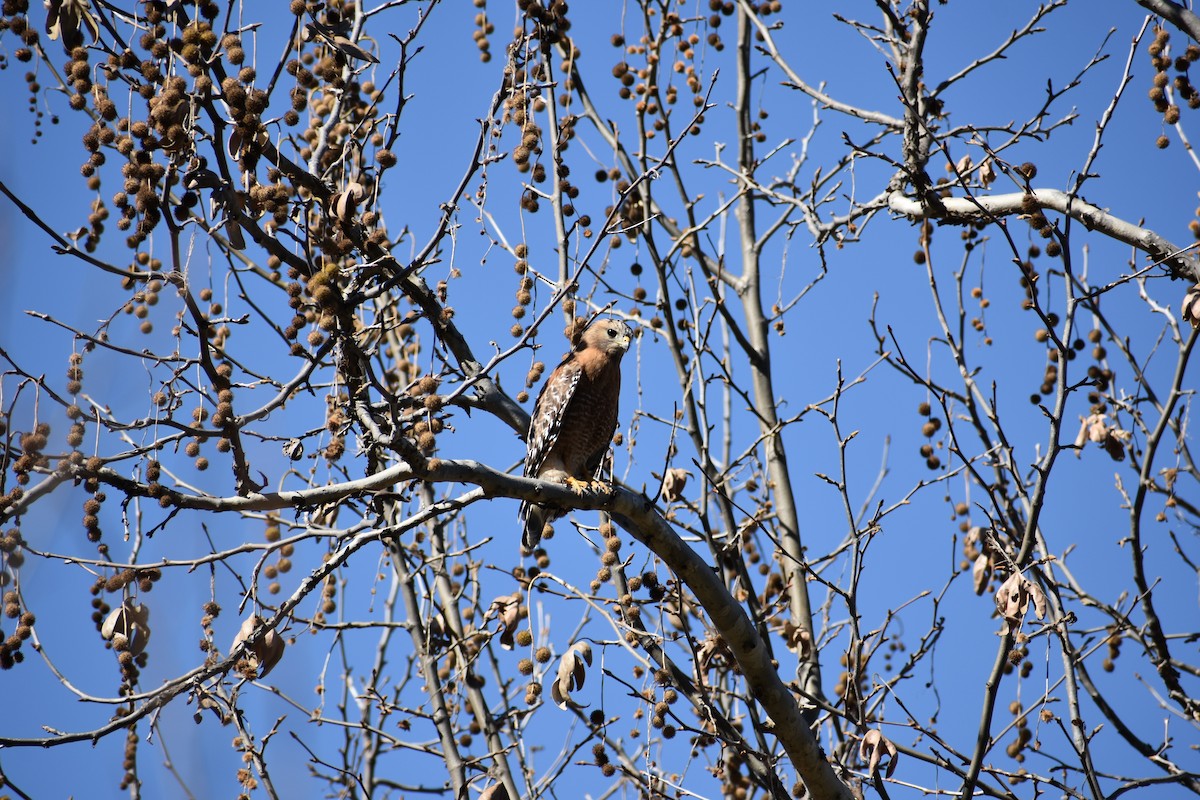 Красноплечий канюк - ML137247601