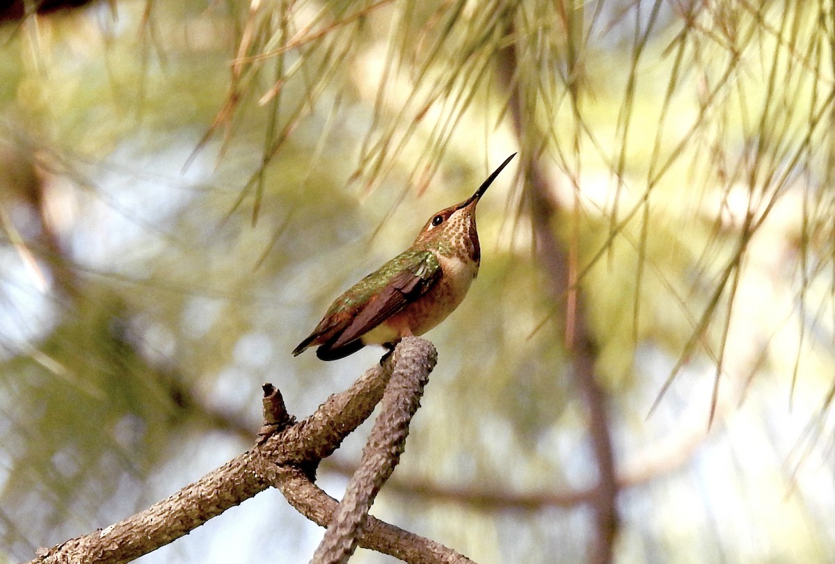 Allen's Hummingbird - ML137248881