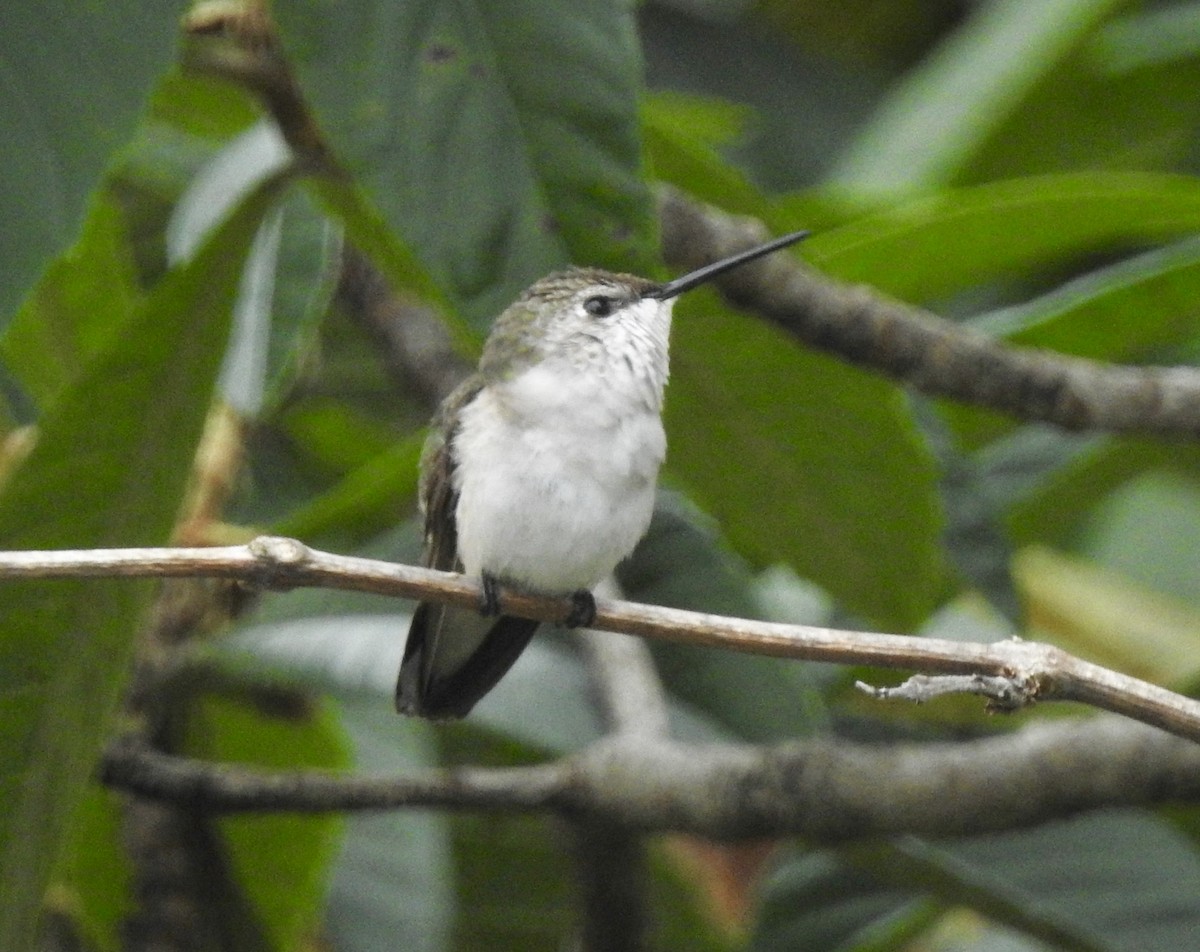 Ruby-throated Hummingbird - Barb Stone