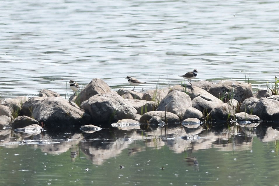 Semipalmated Plover - ML137251081