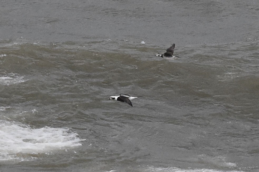 Long-tailed Duck - ML137251621