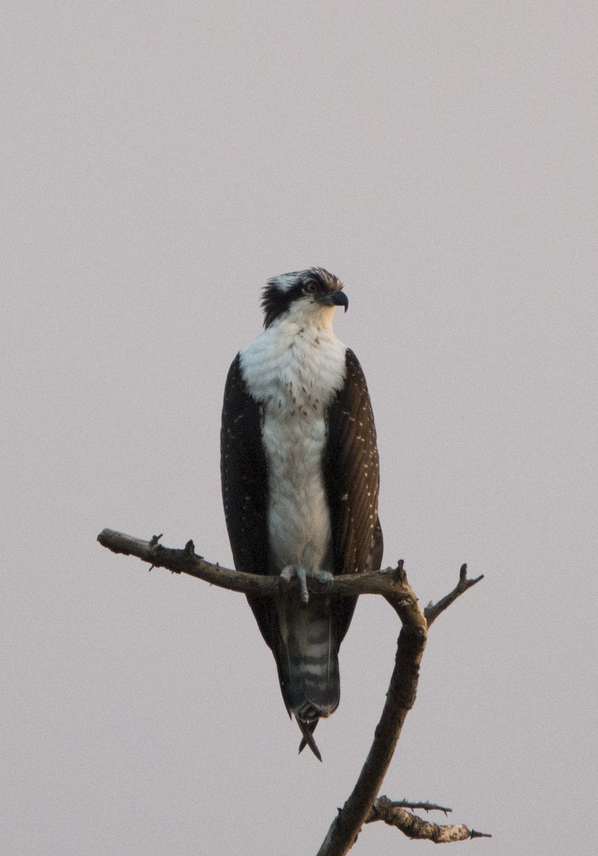 Águila Pescadora - ML137251861