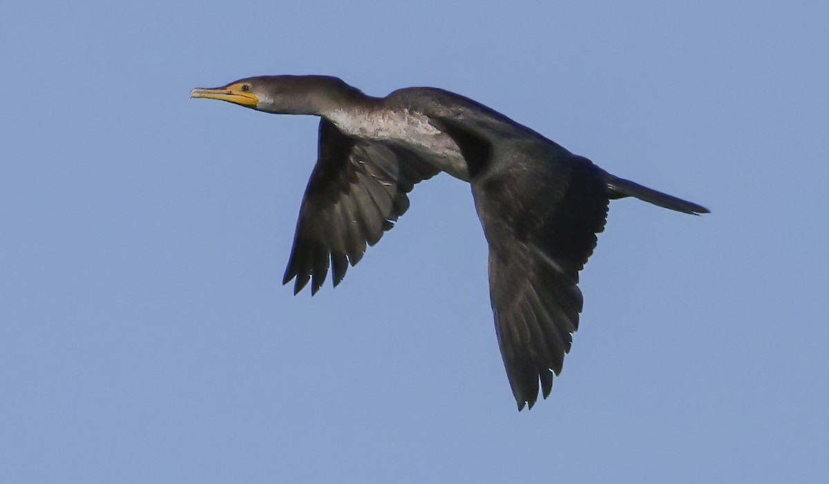 Cormorán Orejudo - ML137252291