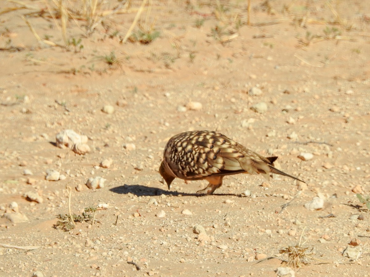 Namaqua Sandgrouse - ML137252591