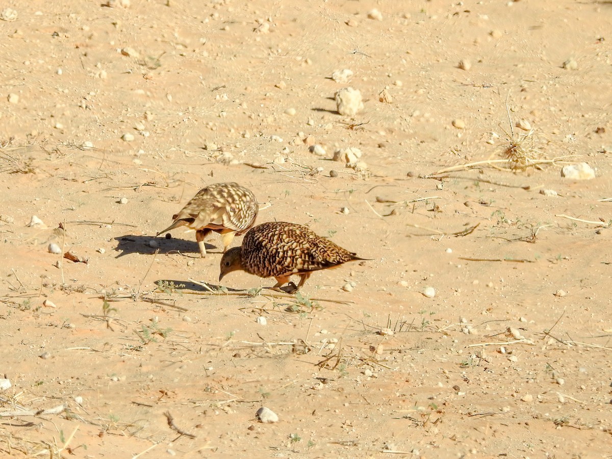 Namaqua Sandgrouse - ML137252611