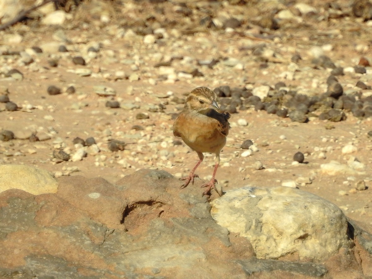 Lark-like Bunting - ML137253661