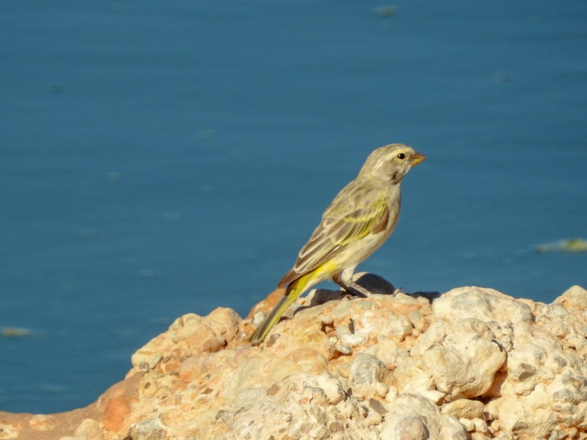 Yellow Canary - ML137254481