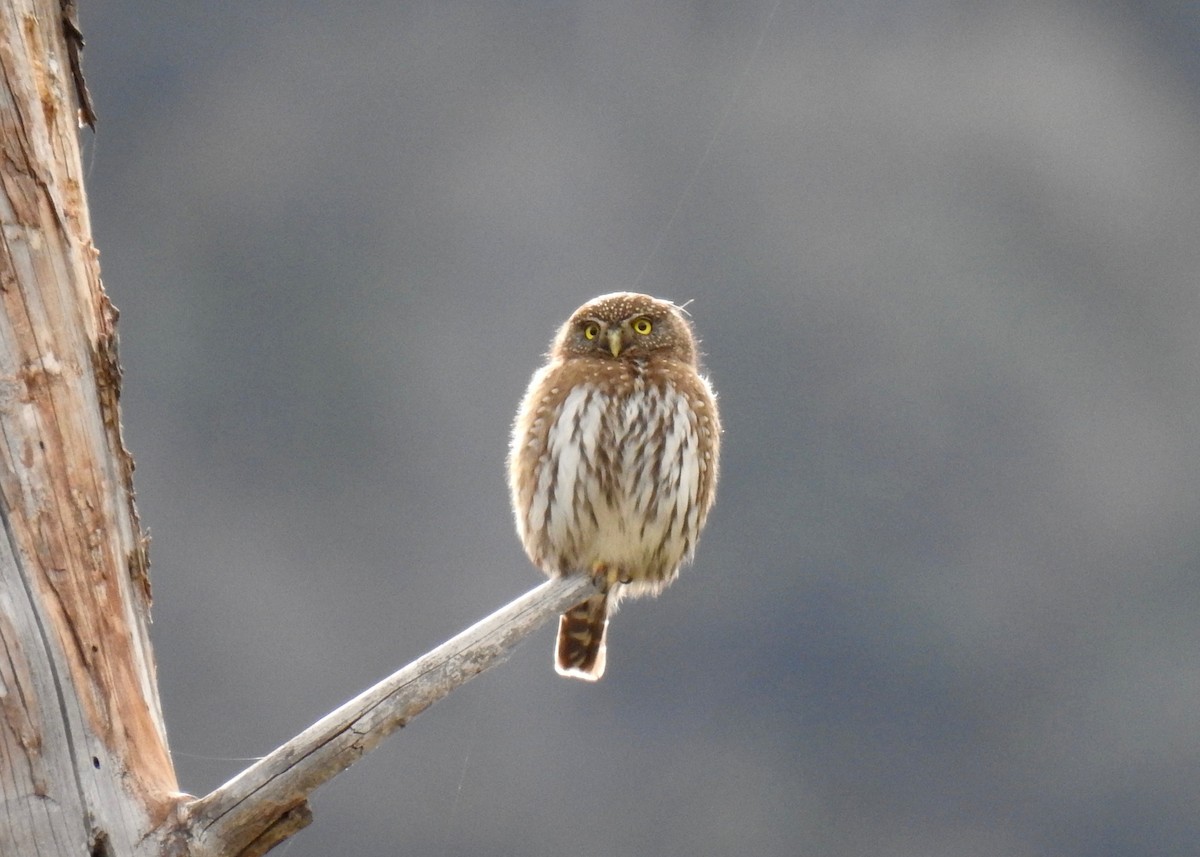 Northern Pygmy-Owl - ML137254721