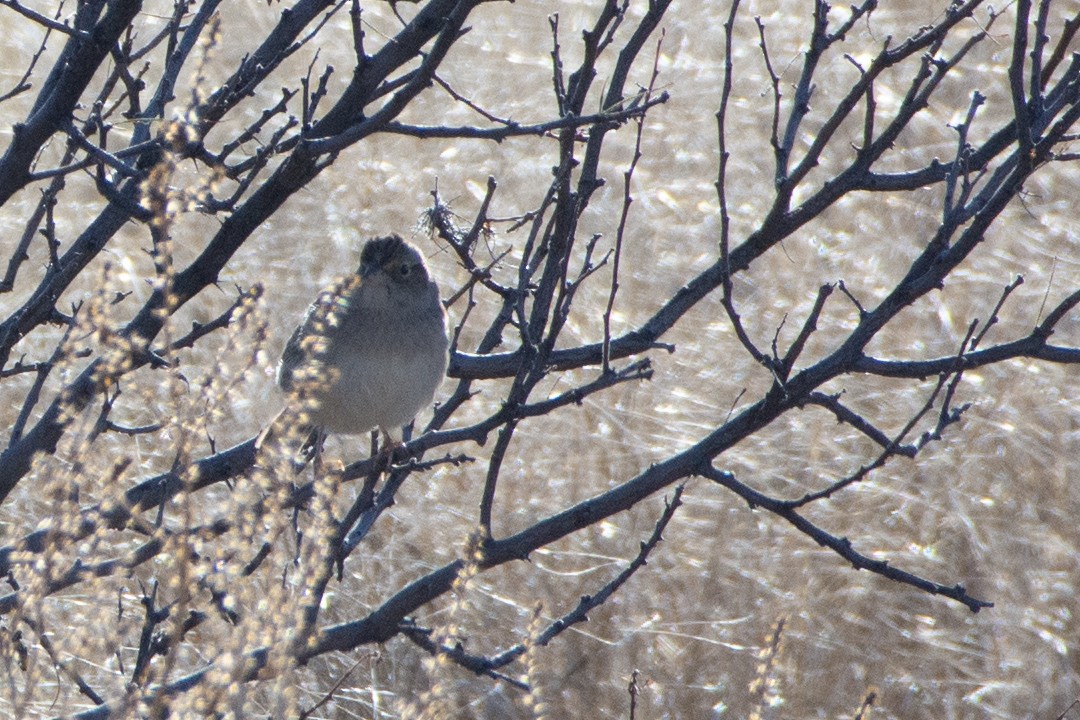 Cassin's Sparrow - ML137256191