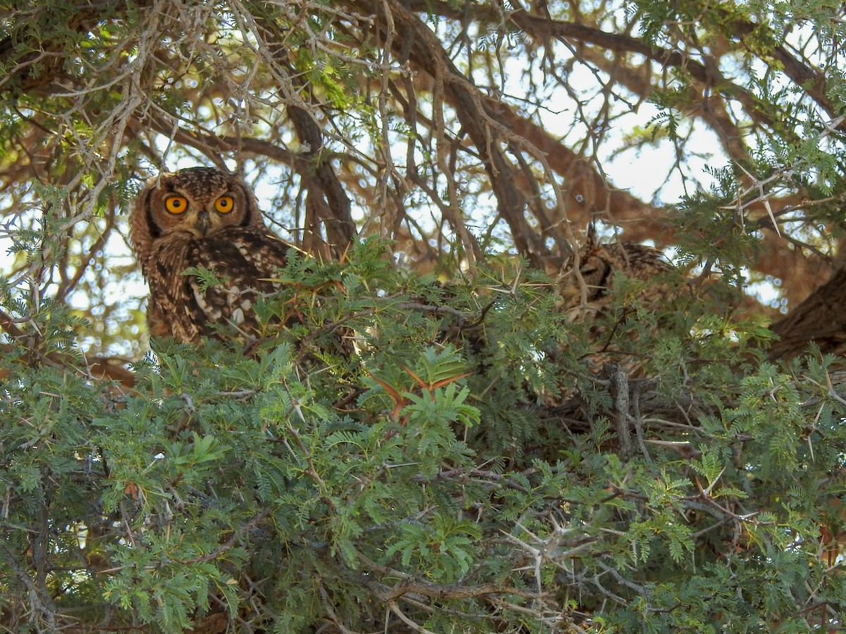 Spotted Eagle-Owl - Samuel Burckhardt