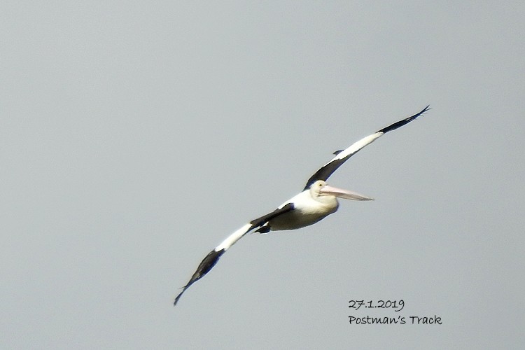 Australian Pelican - ML137257051