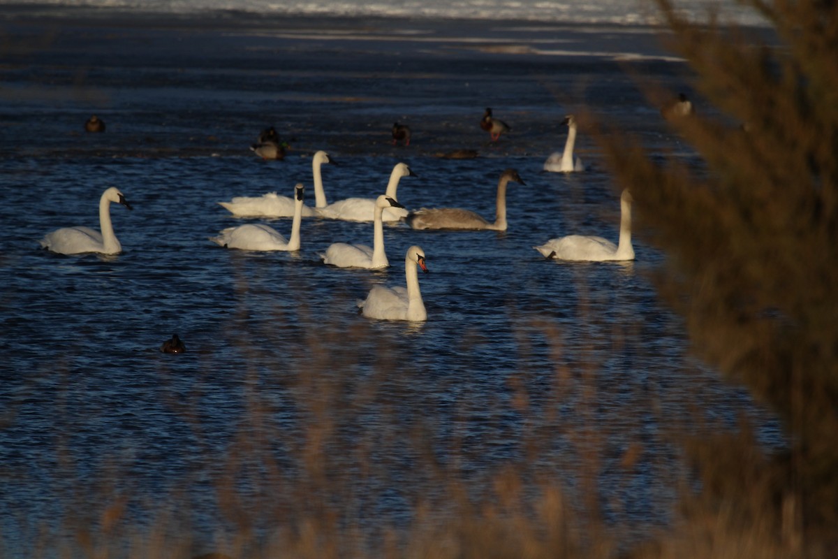 Höckerschwan - ML137258011