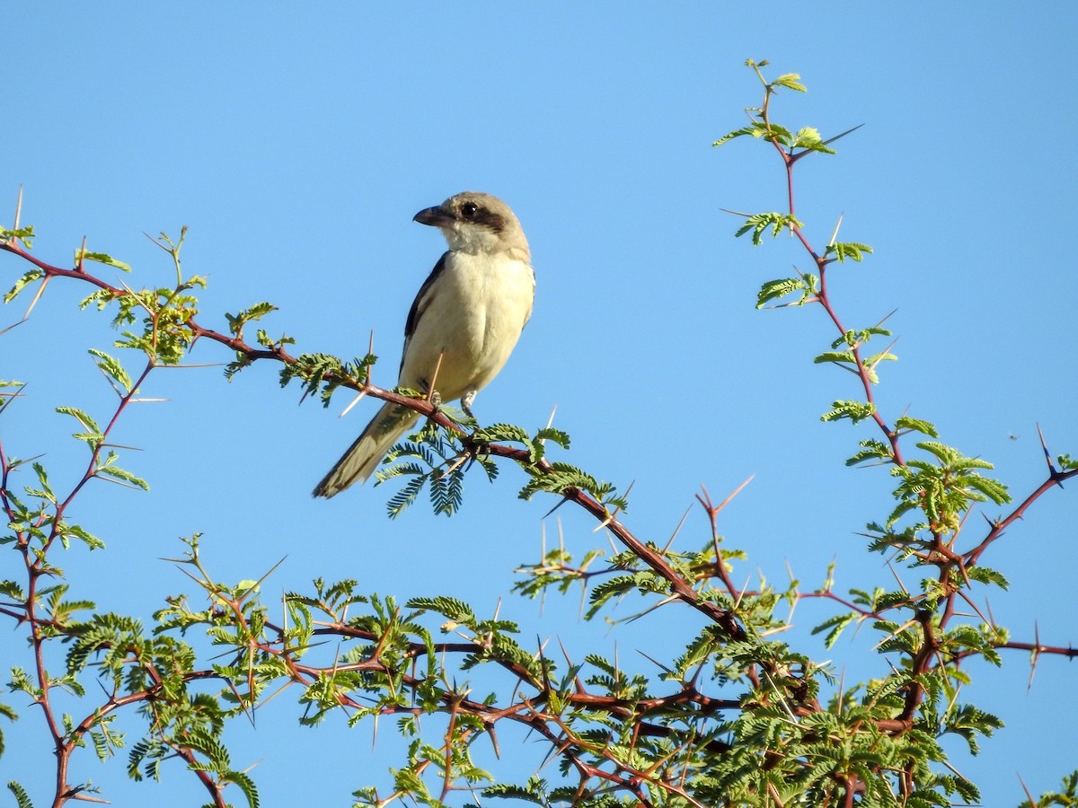 Lesser Gray Shrike - ML137258991