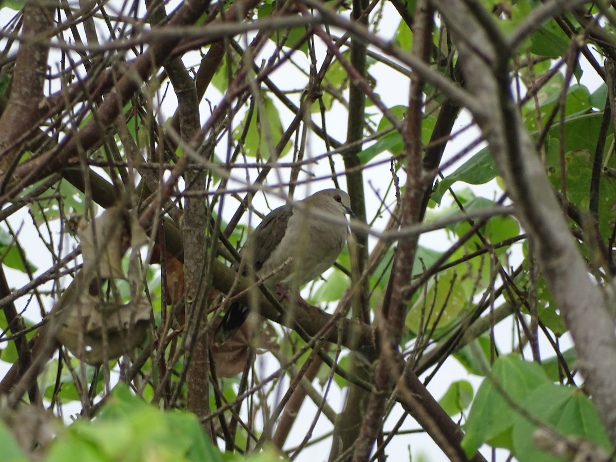 White-tipped Dove - Mark Dorriesfield