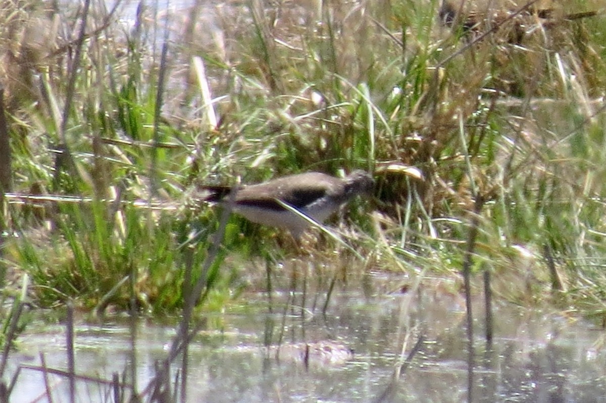 Solitary Sandpiper - Mike Hearell