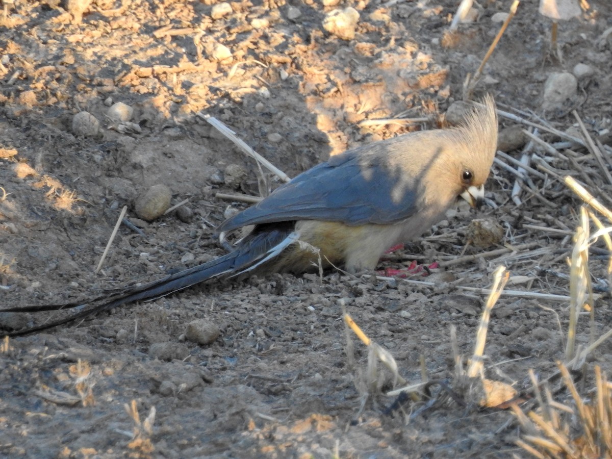 White-backed Mousebird - ML137260481