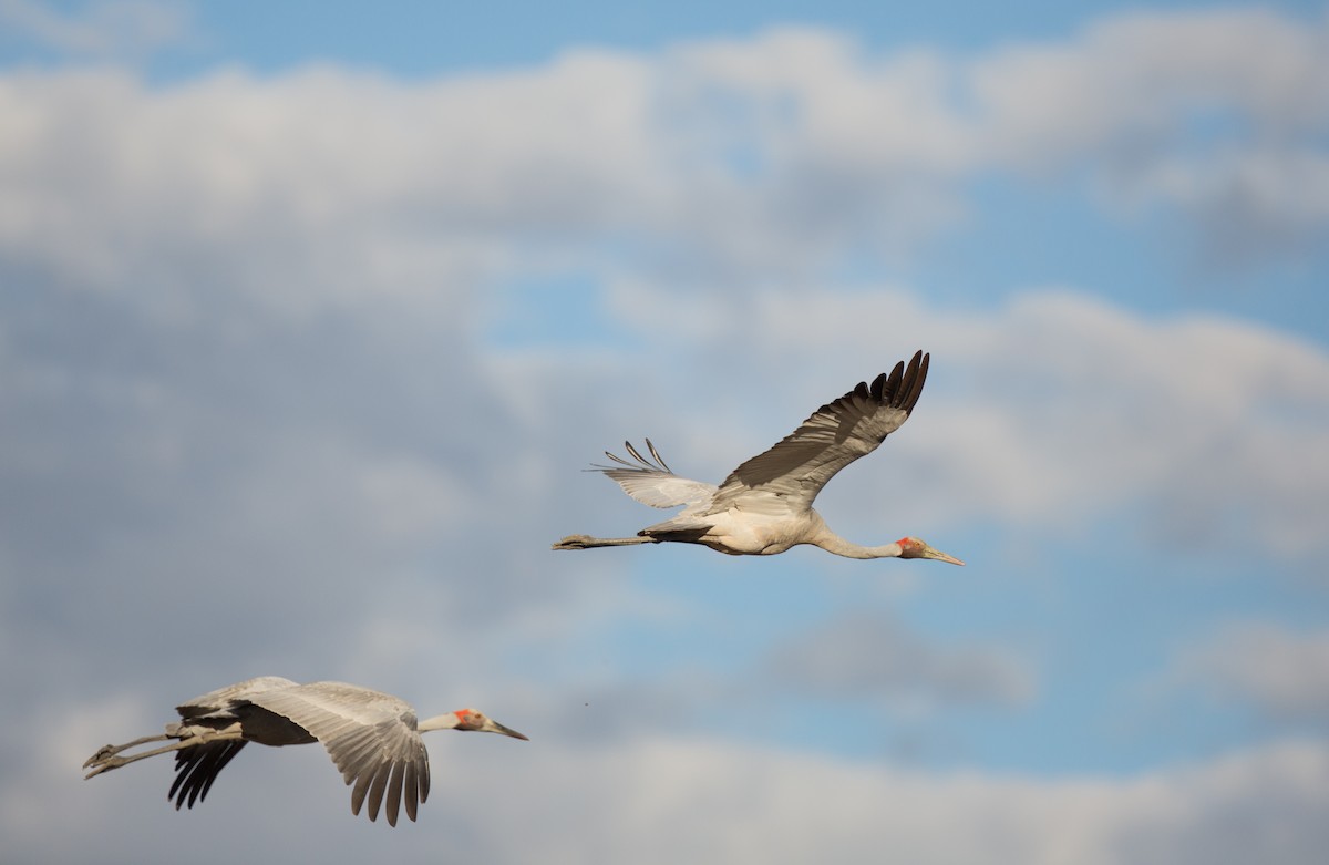 Grue brolga - ML137261041