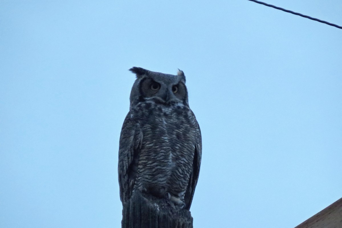 Great Horned Owl - ML137261371