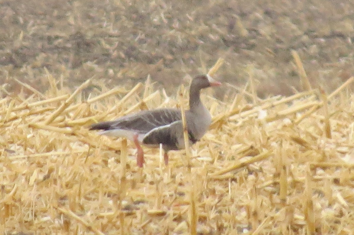 Greater White-fronted Goose - Mike Hearell