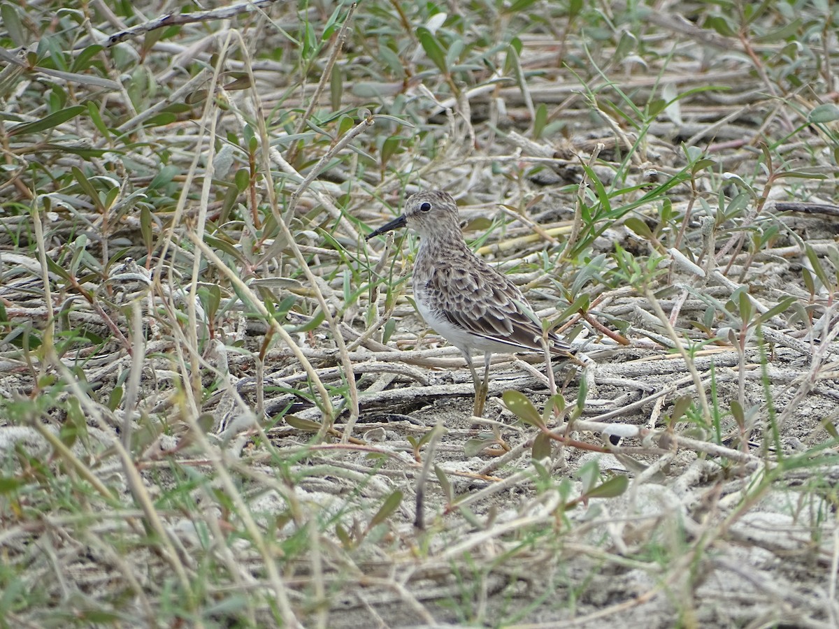 Least Sandpiper - Mark Dorriesfield