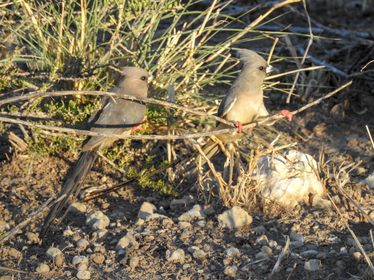 Pájaro Ratón Dorsiblanco - ML137261571