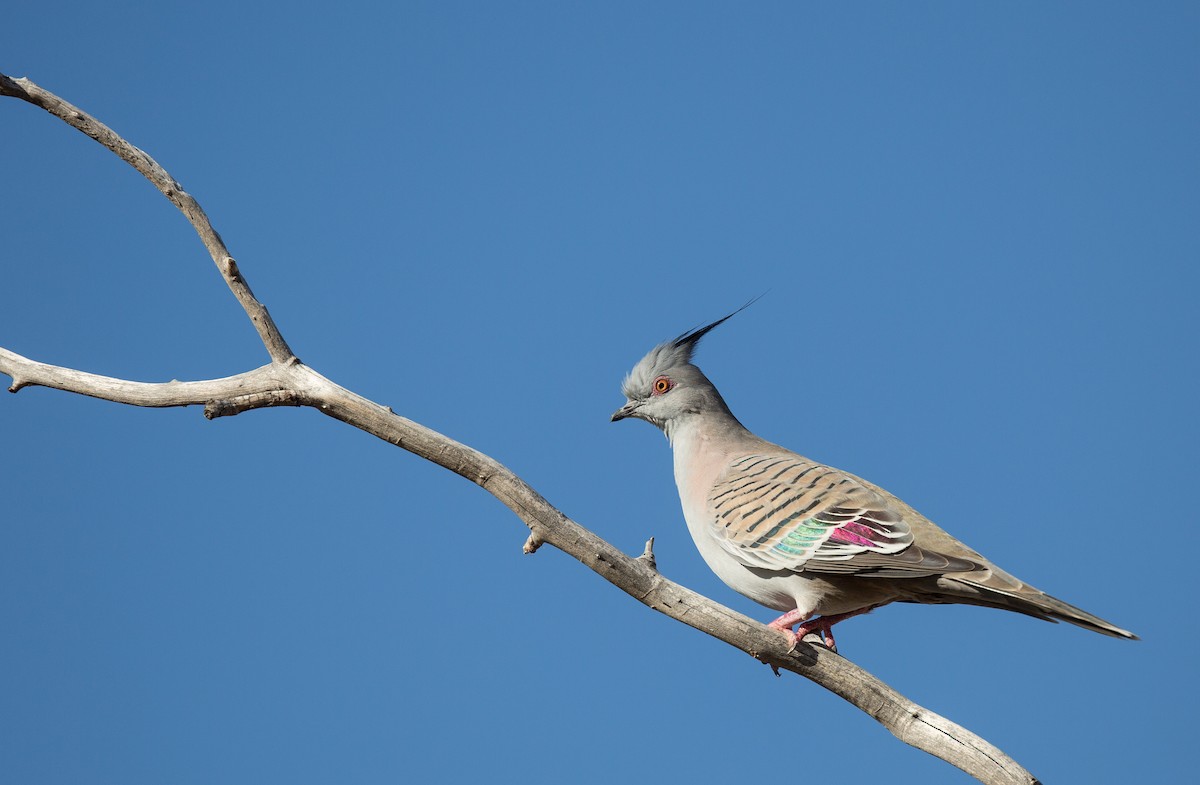 Crested Pigeon - ML137261621