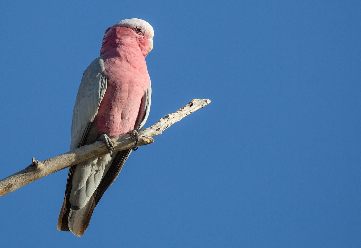 Galah - ML137261921