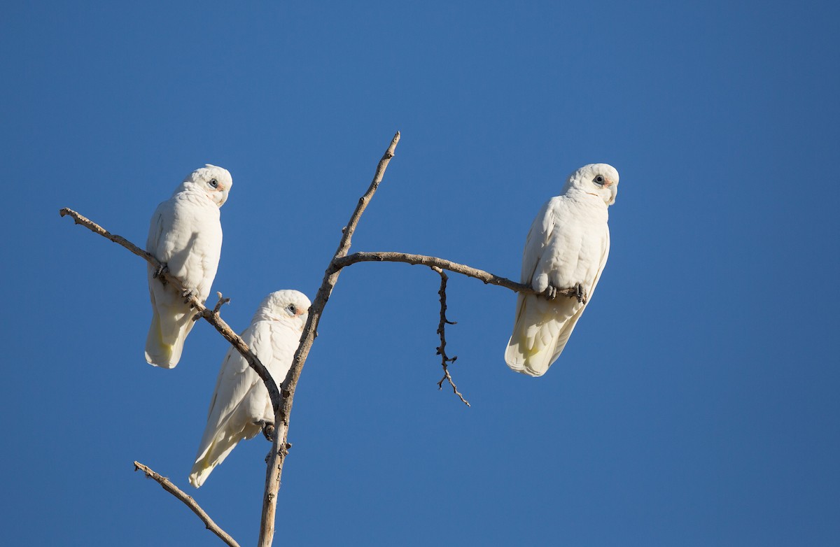 Cacatoès corella - ML137262031