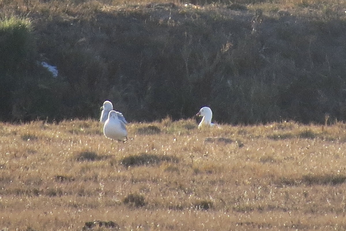 Ross's Goose - ML137262121