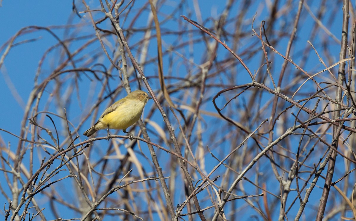 Weebill - ML137262131