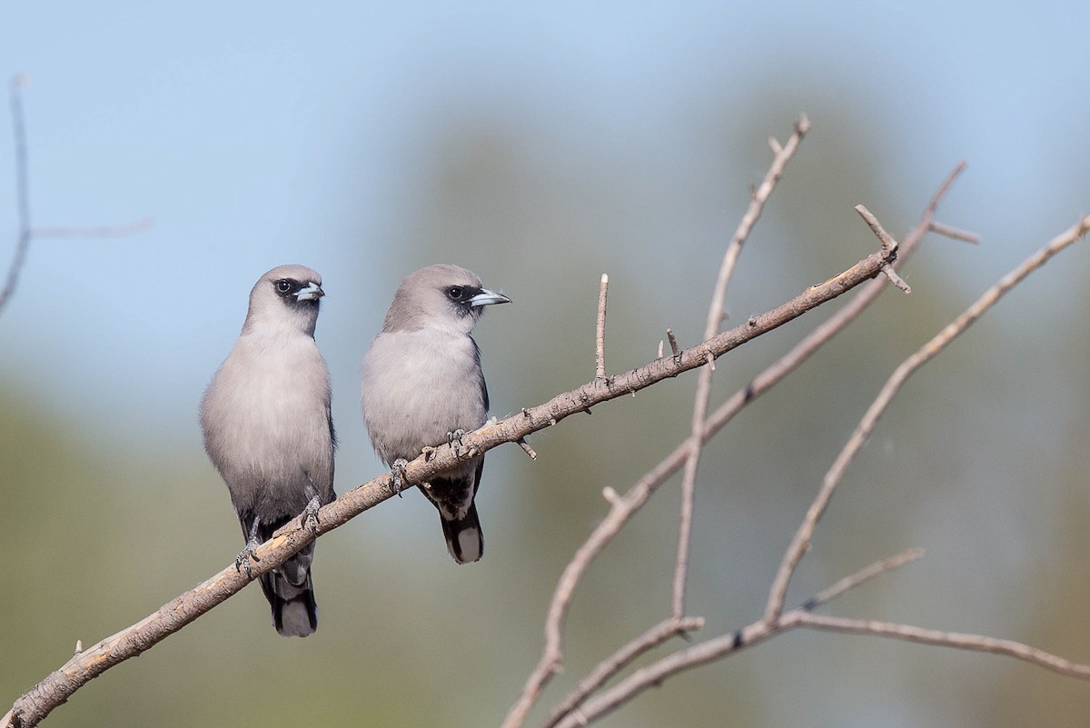 Black-faced Woodswallow - ML137262281