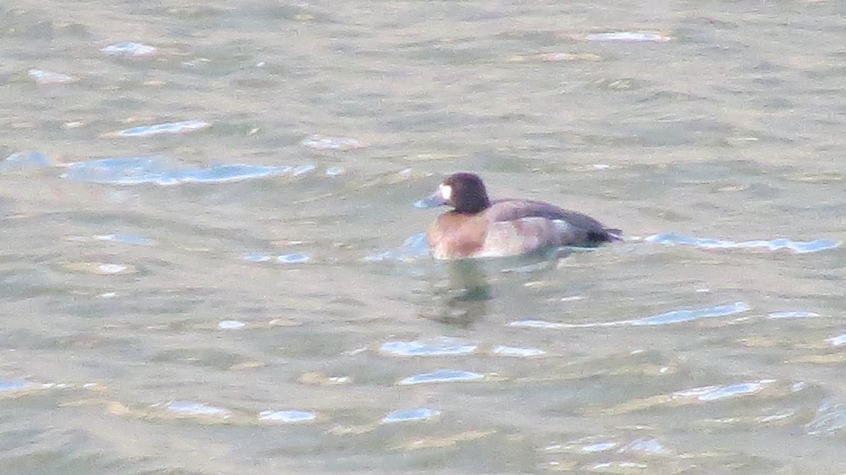Greater Scaup - ML137262301