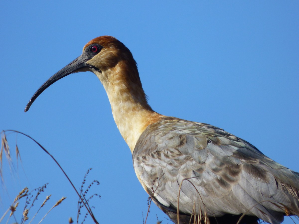 Black-faced Ibis - ML137263331